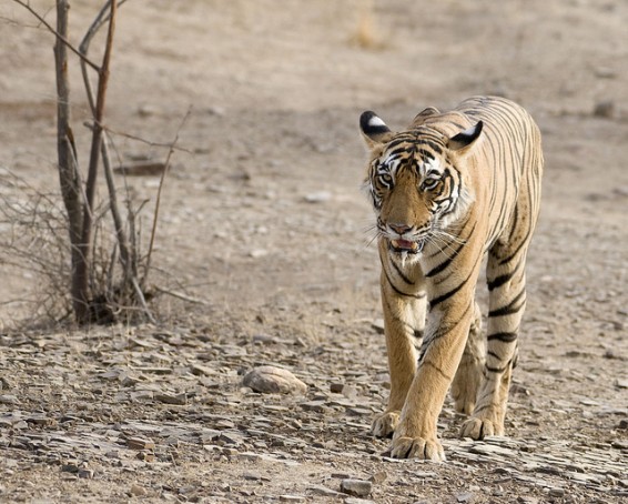 Vzorci tigrov so unikatni, zato jih lahko prepoznajo po njihovih progah. Foto: Koshyk, Flickr CC